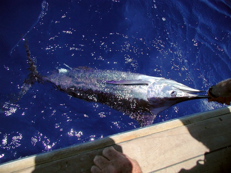Marlin Fishing: The Ultimate Guide