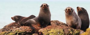 Snorkel Seals Montague Island